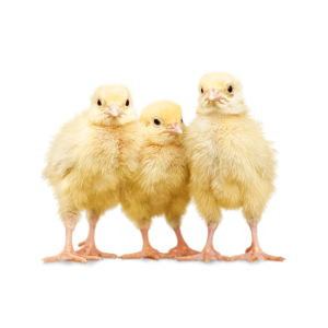 4-H Avian Quiz Bowl