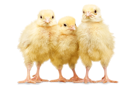 4-H Avian Quiz Bowl