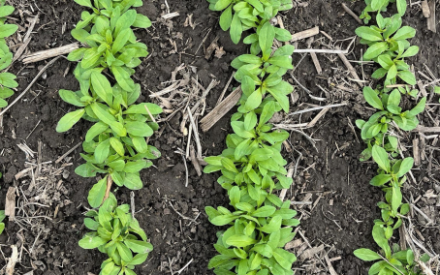 Winter Camelina Workshop