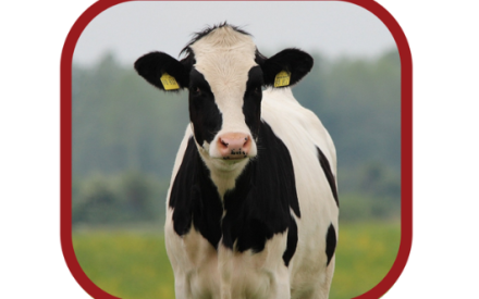 Building Better Heifers