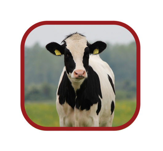 Building Better Heifers